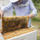 Apiculture