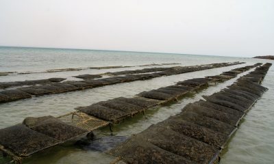Aquaculture Dakhla