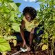 Agriculture africaine
