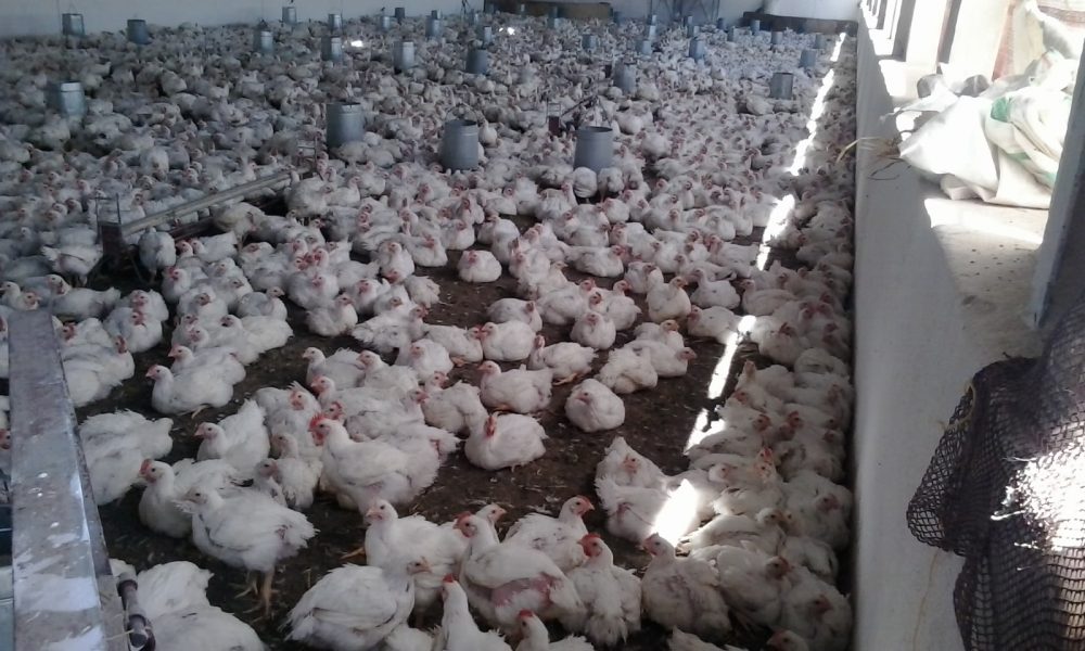 Poules