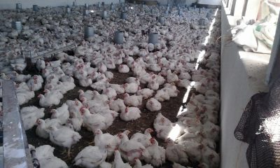Poules