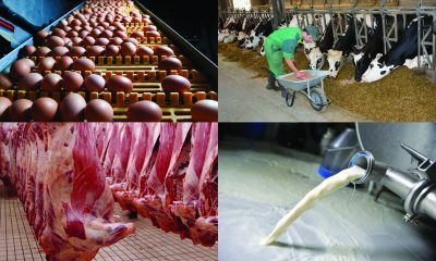 matières premières agricoles