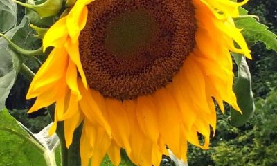 Tournesol geant