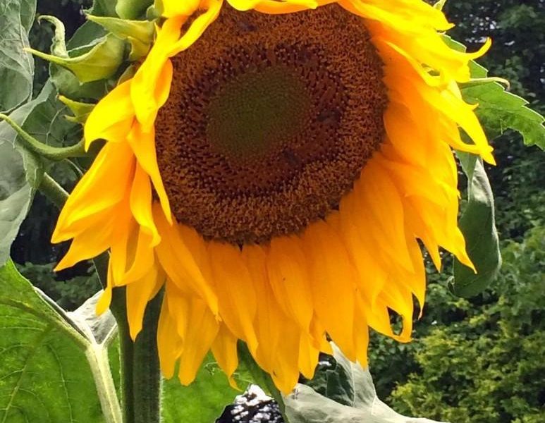 Tournesol geant