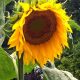 Tournesol geant