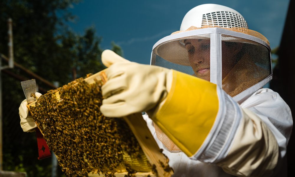 Apiculture