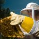 Apiculture