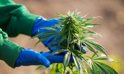 Cannabis