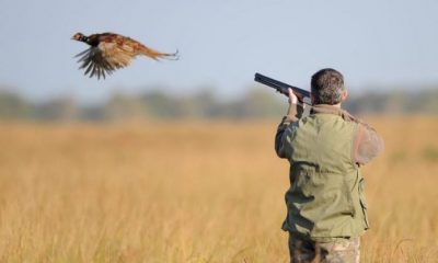 Chasse