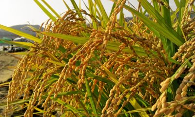 riz