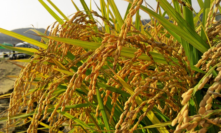 riz