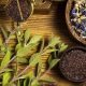 Plantes Medicinales et Aromatiques
