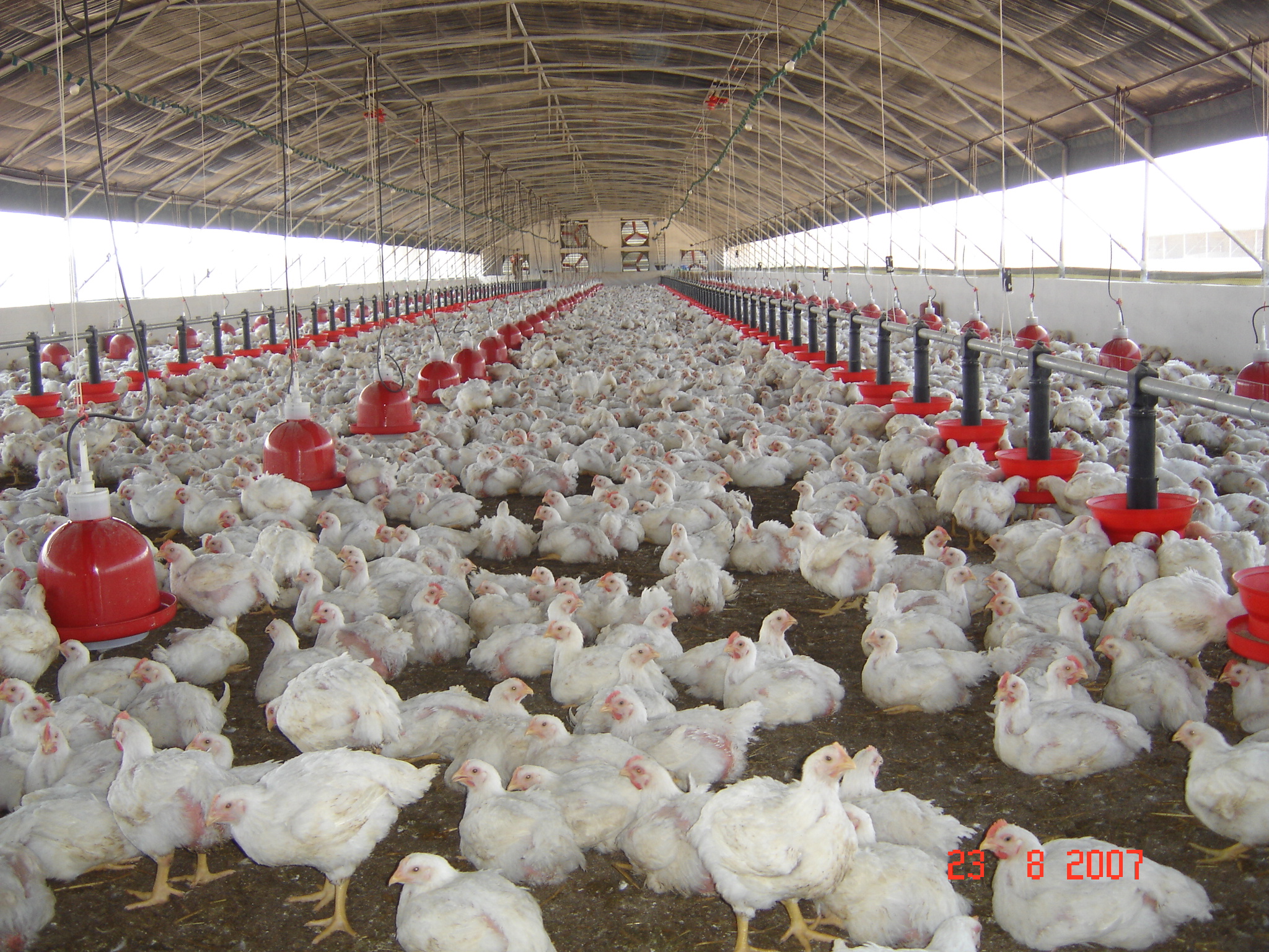 Aviculture : La filière tient bon face aux perturbations