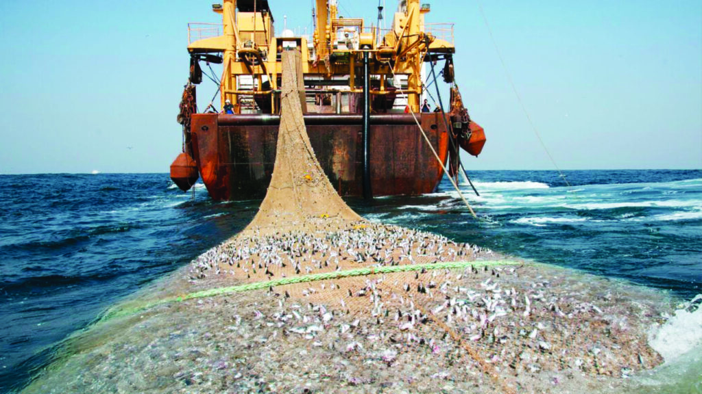 Sardines scaled large