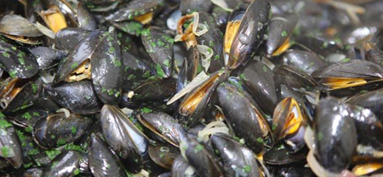 Agadir Interdiction commercialisation des coquillages