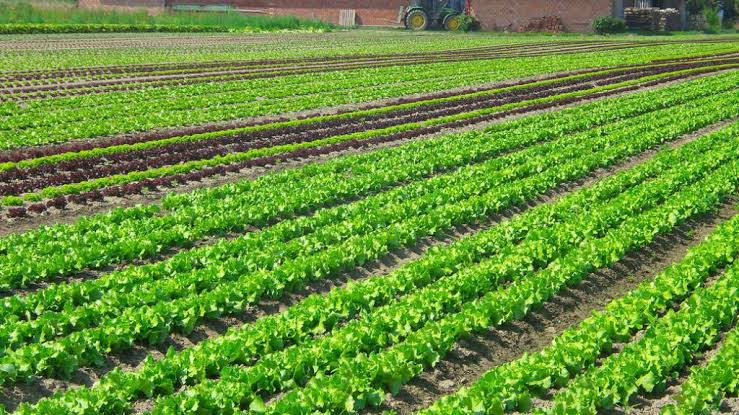 Casablanca-Settat : Les superficies maraîchères progressent de 12%
